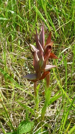 serapia vomeracea